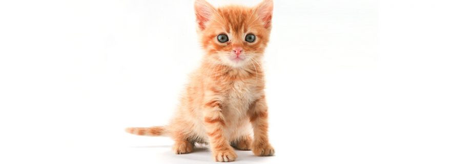 The power of kitten pictures: Positive pictures make task switching easier