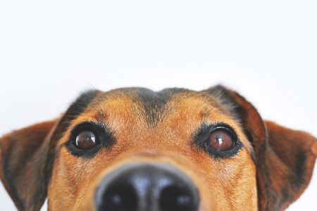 How a staring contest with your dog can improve your human-dog-bond