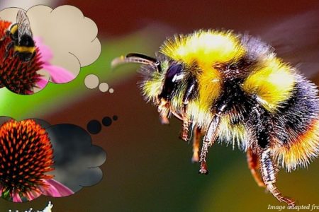 Social BEEhaviour: how bumblebees overpower Pavlov